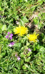 dandelions and violets