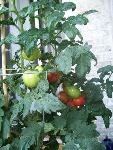 patio tomatoes 