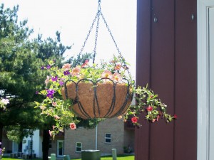 hanging basket