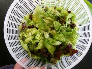 leaf lettuce