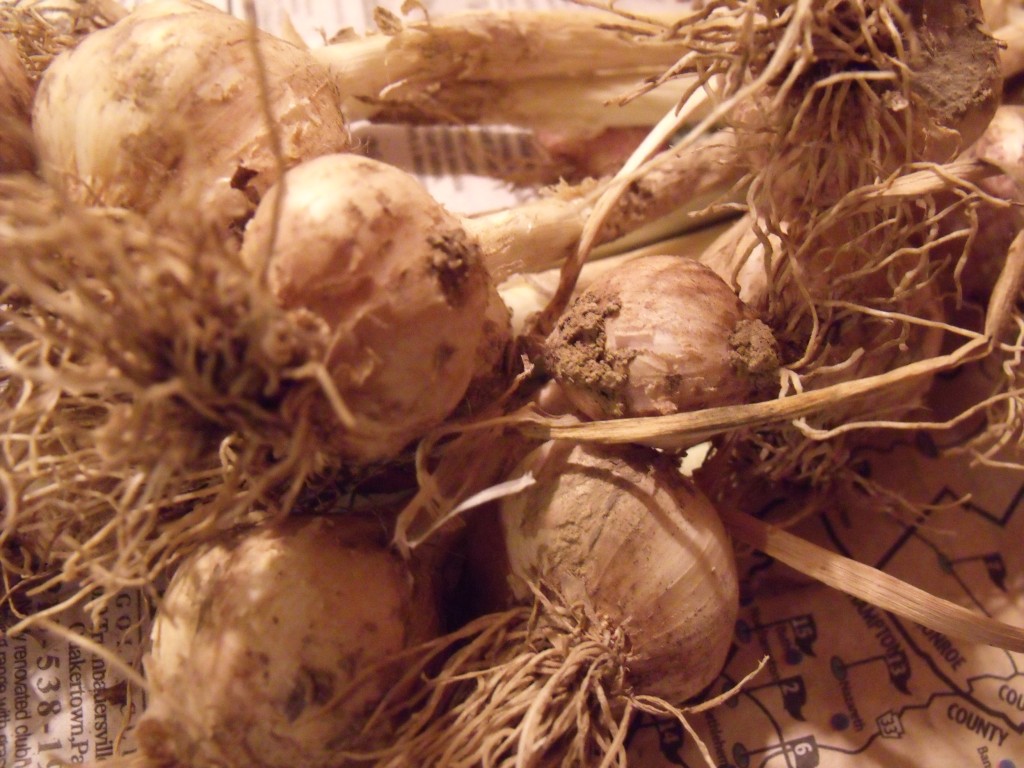 harvested garlic