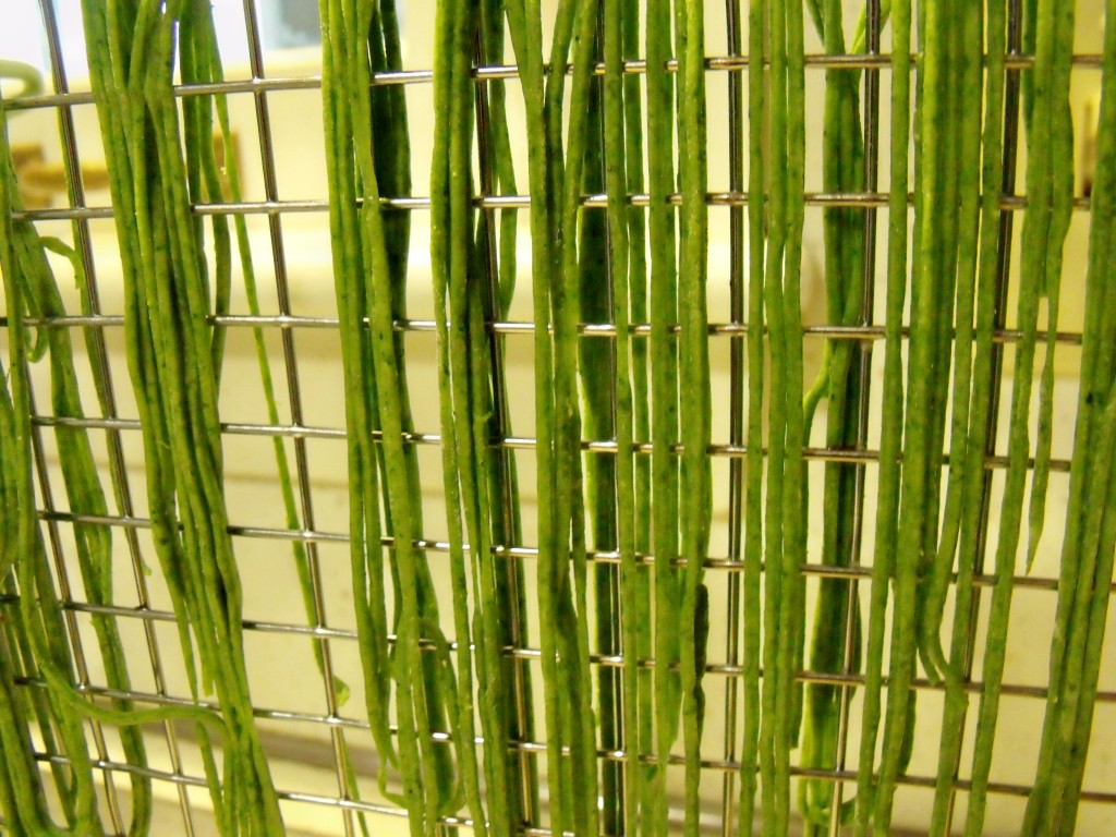 spinach pasta drying