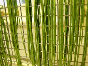 spinach pasta drying