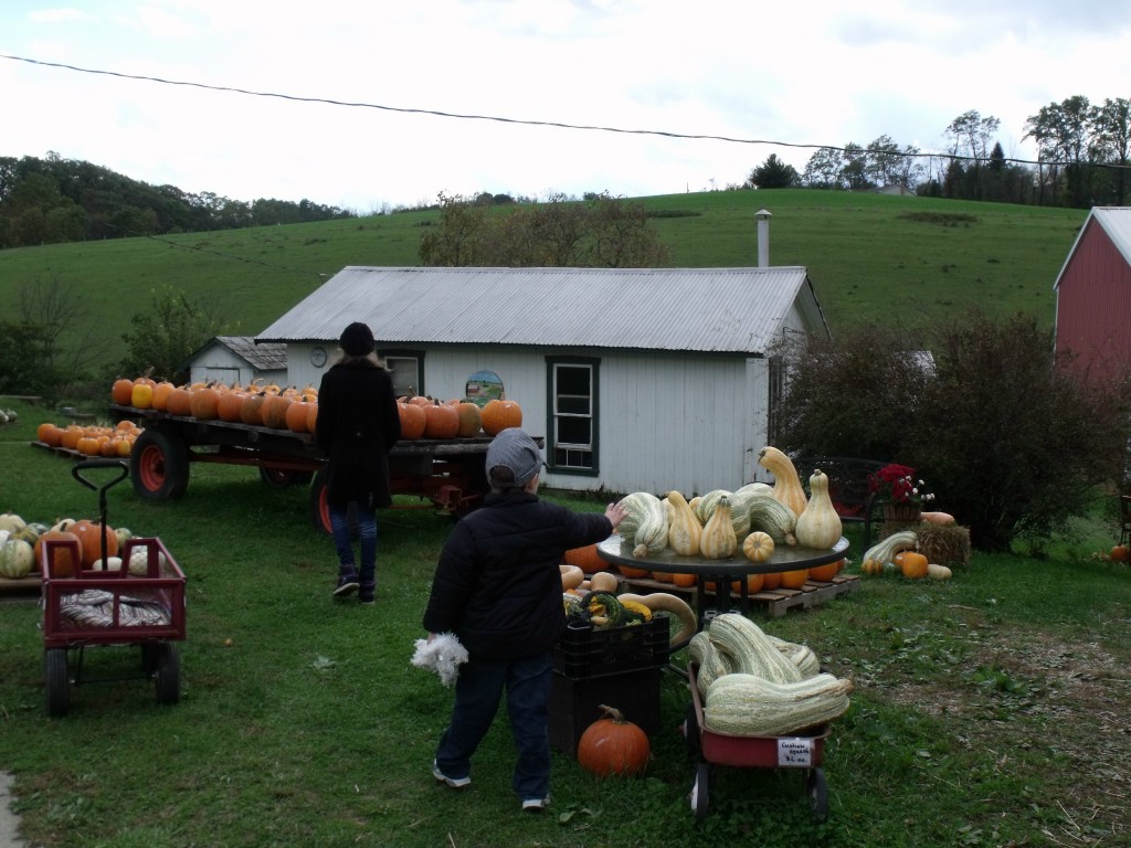 pumpkin patch