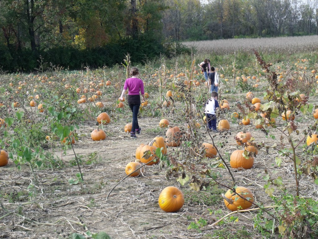 pumpkinpatch