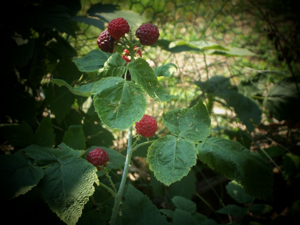 raspberry bush