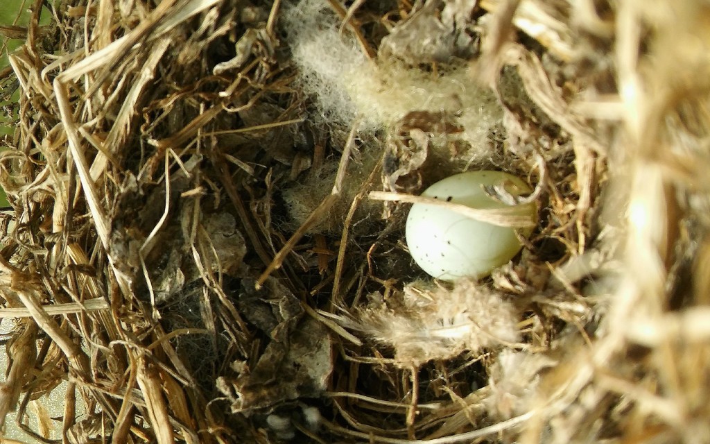 bird nest