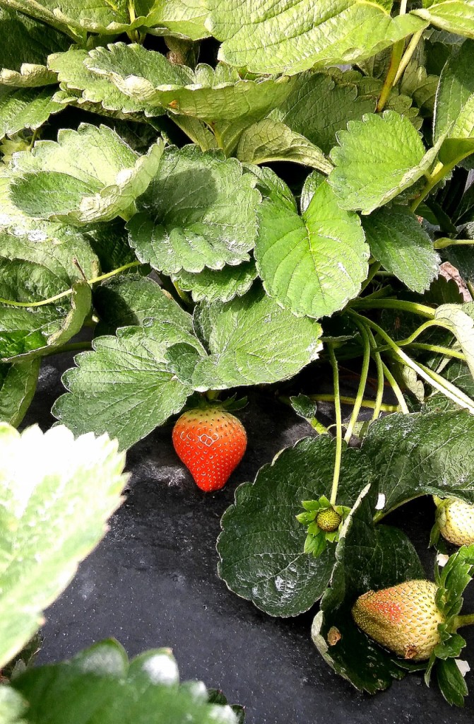 Florida Strawberries in fields
