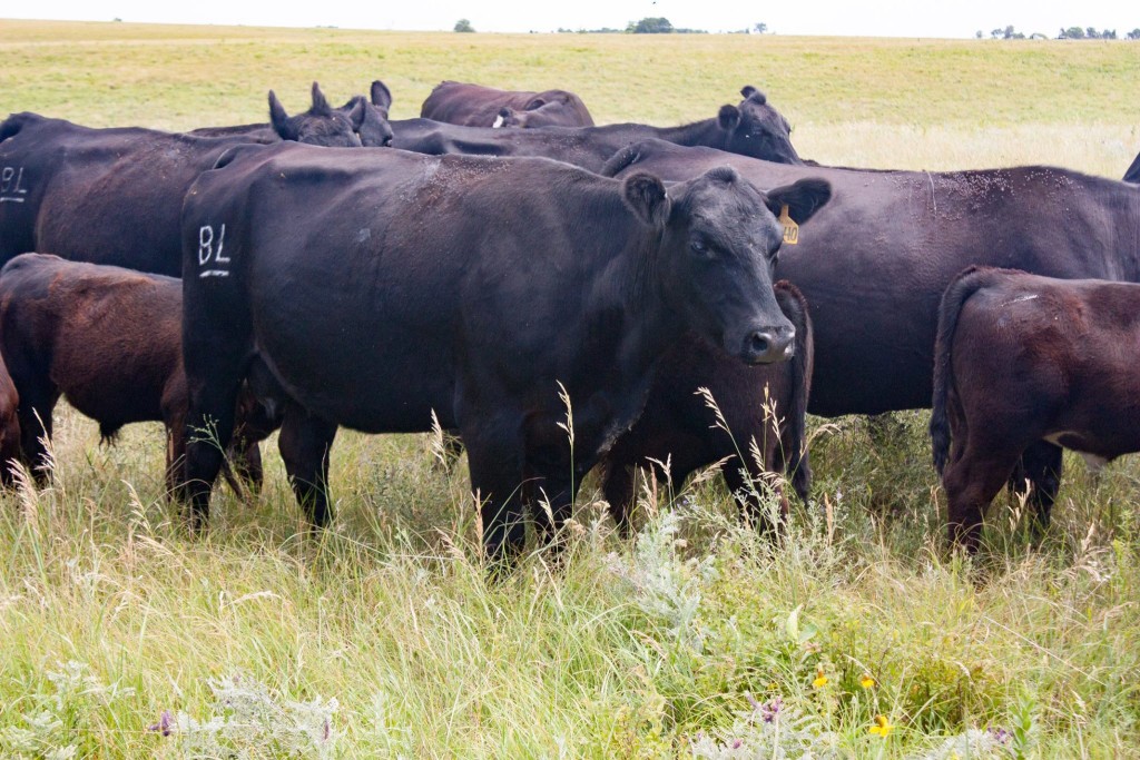cattle graze