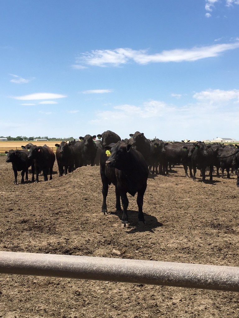 cows at Tiffany co.