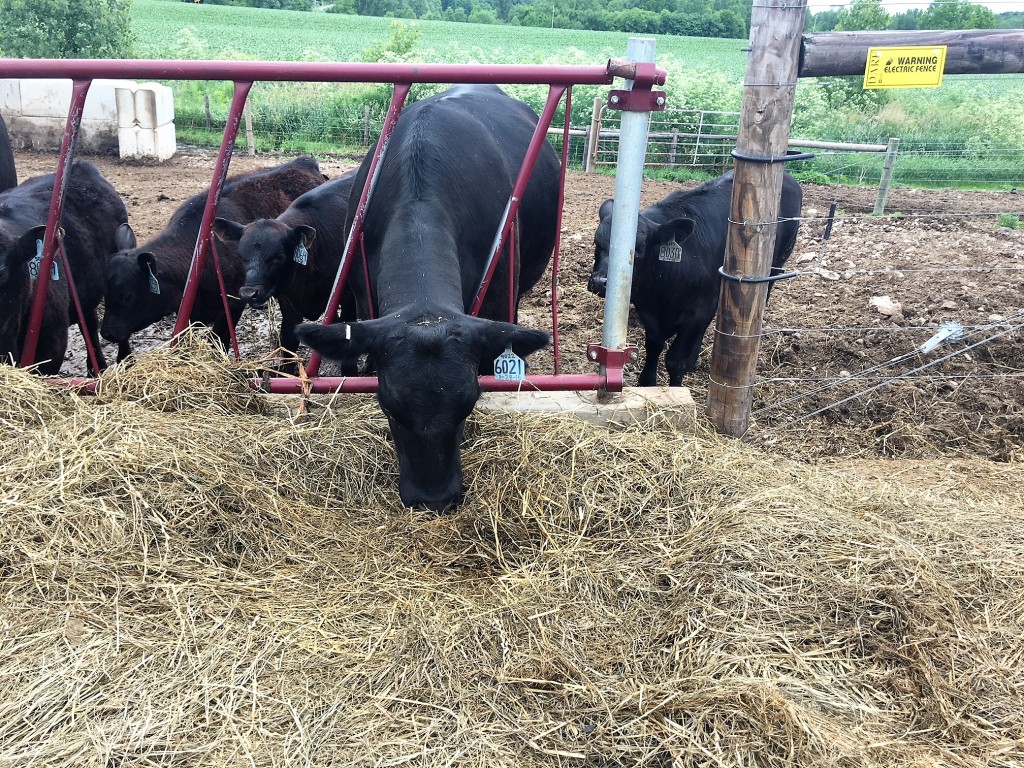 summit farm herd