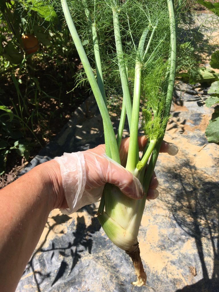 fennel fresh