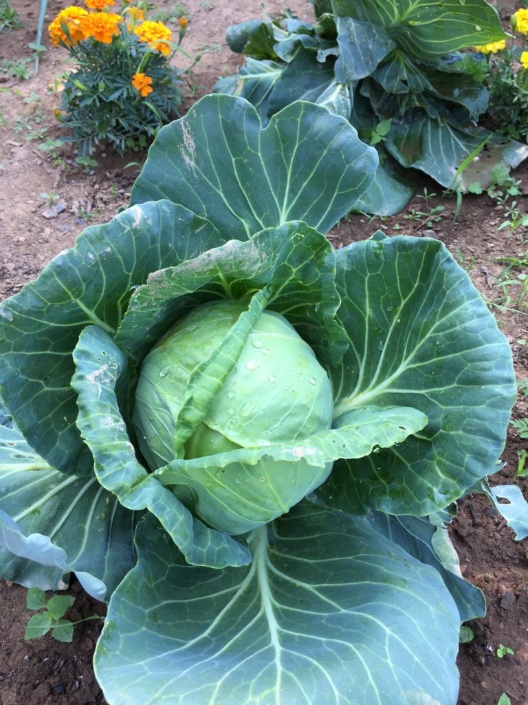 cabbage head